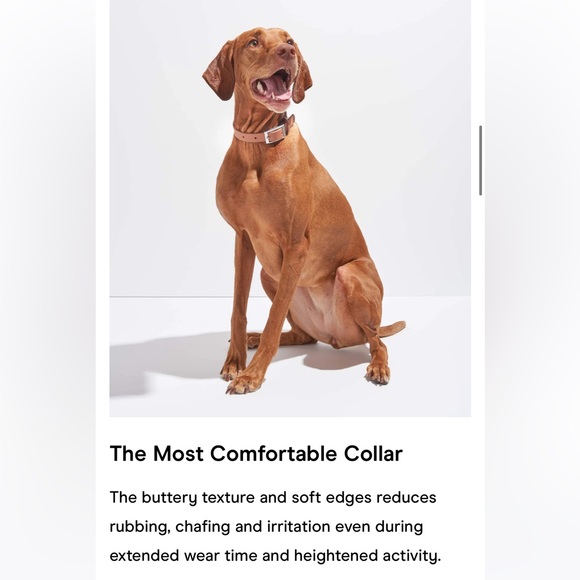 Wild One Dog Collar - XL (18-23") - Moss Green - Picture 13 of 16